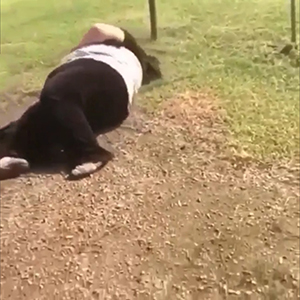 Crazy, Perfect, Boss - Fail 2 screenshot