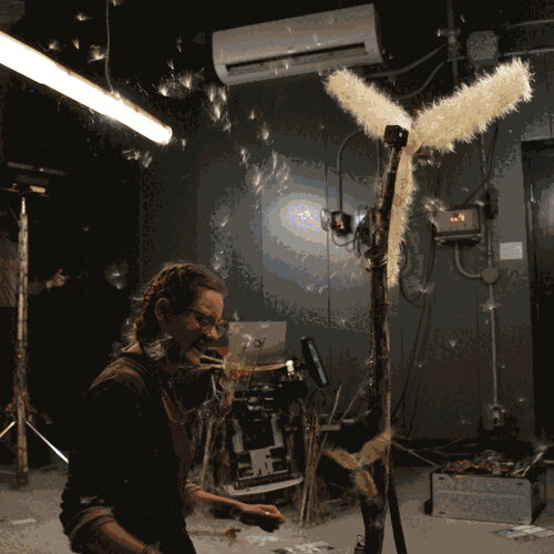 Alternative back view of Plant 1